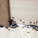 Ants from Entering Your House