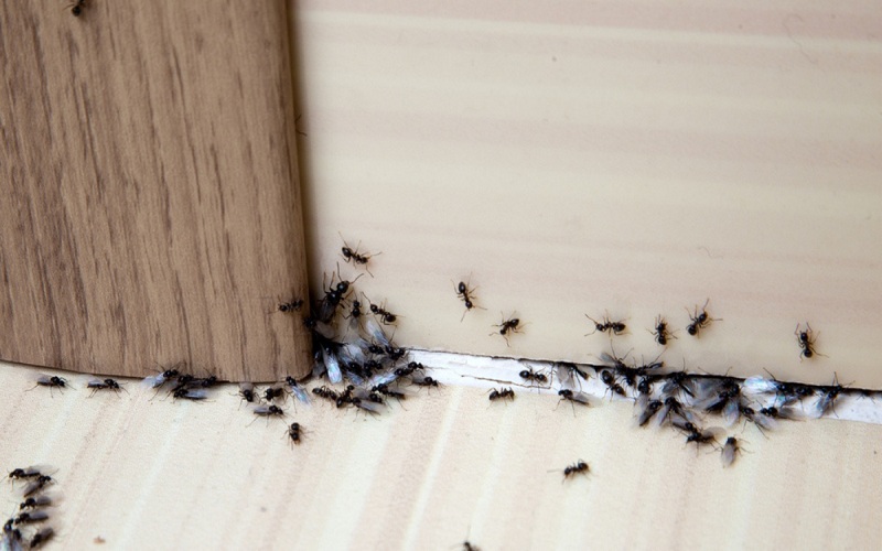 Tips and Strategies to Control Ant Populations in Your House
