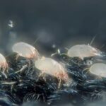Dust Mites a Problem