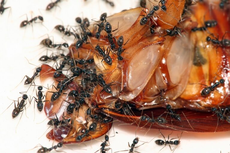 Cockroach vs Ants: Who Is More Dangerous
