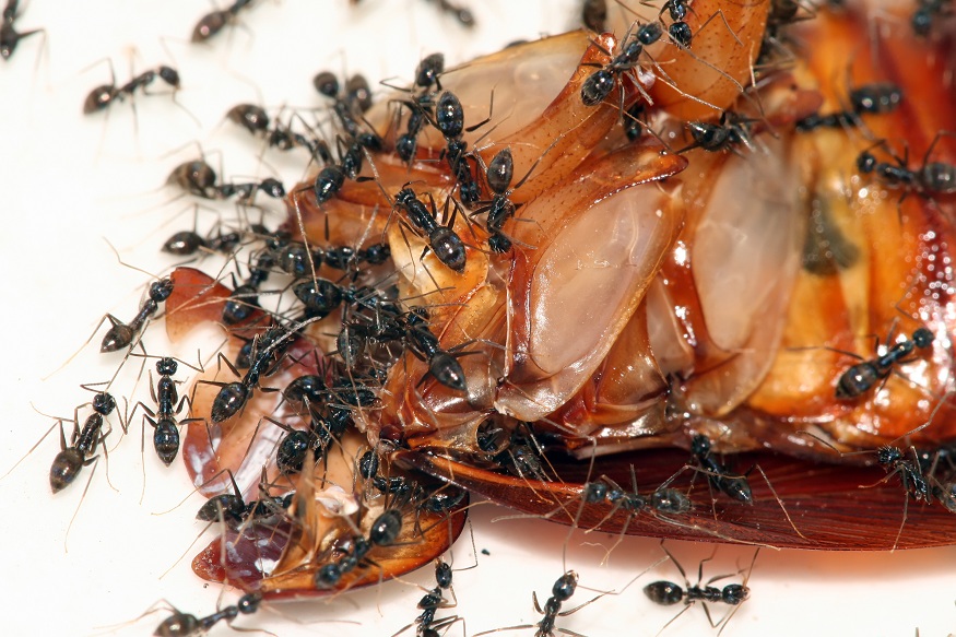 Cockroach vs Ants