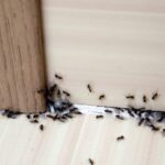 Pest Infestation
