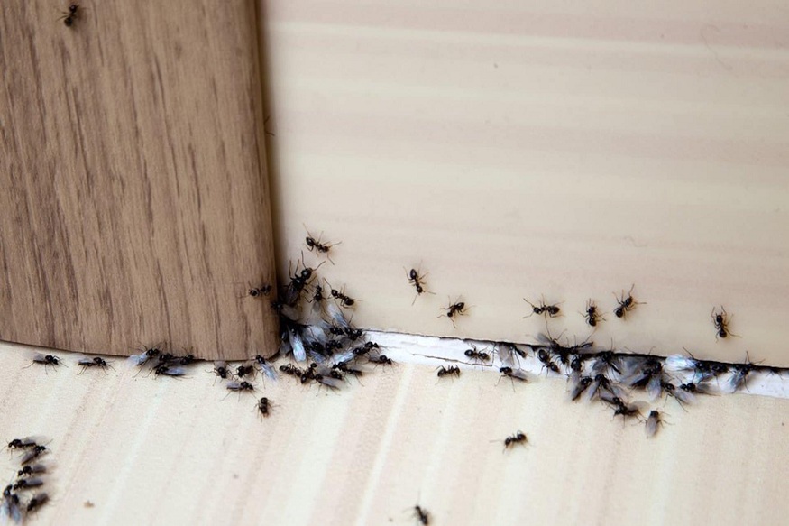 Pest Infestation
