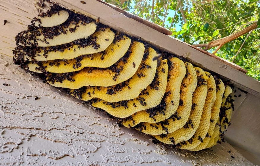 Avata Pest Control